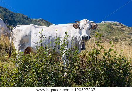 White Cow In Prato Nevoso Piedmont Italy