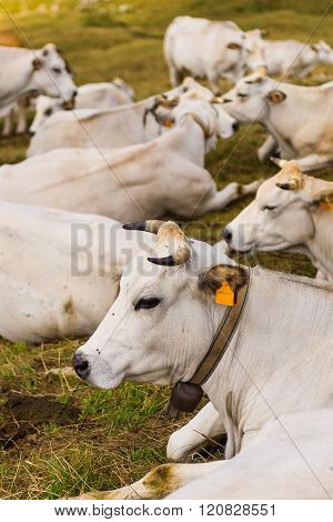 Group Of Cows In Prato Nevoso Piedmont Italy