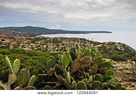 Cactus plants at west coast of San Pietro island, Sardinia