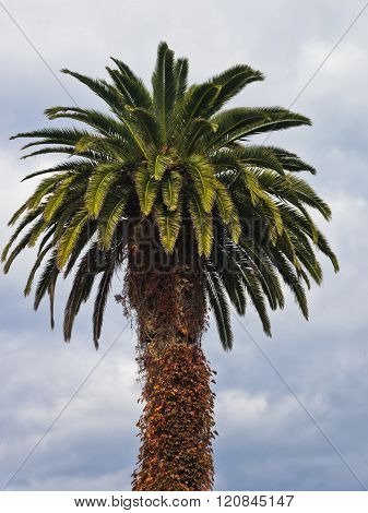 Palm tree  at Carloforte harbor, San Pietro island, Sardinia