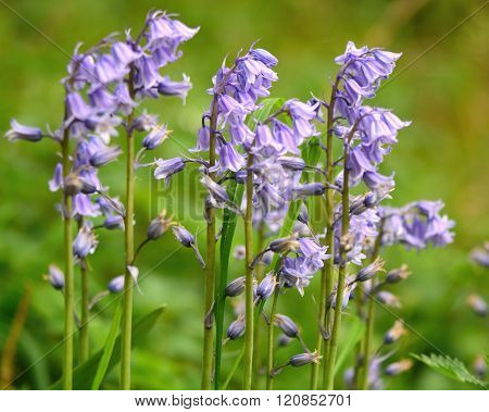Spanish bluebell (Hyacinthoides hispanica)