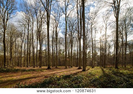 Beech Forest In Early Spring