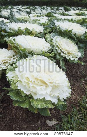 Green Oak leaf lettuce in the farm