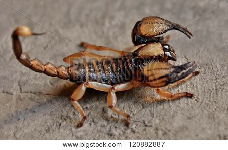 Smooth Head Digging Scorpion