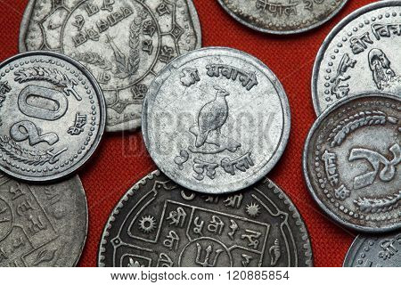 Coins of Nepal. Himalayan monal (Lophophorus impejanus) depicted in the Nepalese 10 paisa coin.
