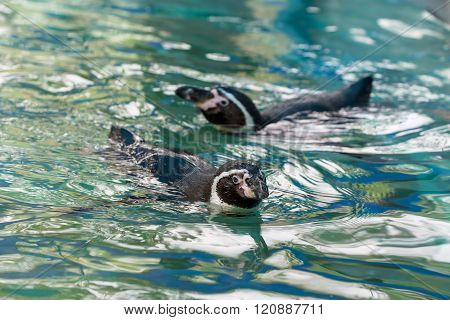 Swimming Penguins