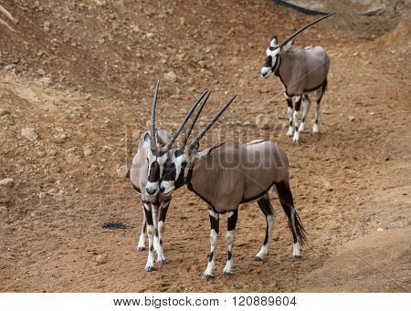 Oryx Gazella Together