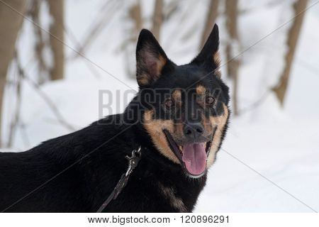 Black And Red Mongrel Dog Standing On Snow