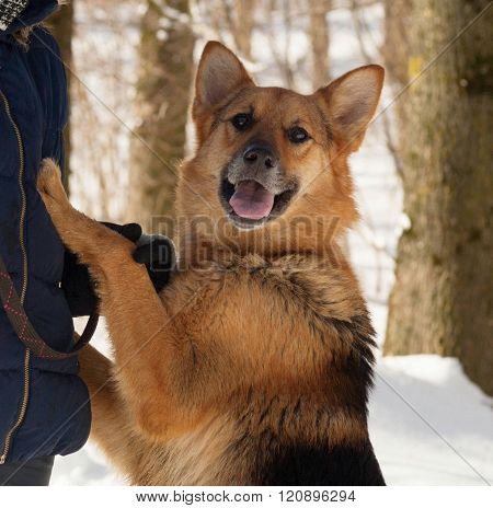 Black And Red Mongrel Dog Standing Front Paws On Human Breast