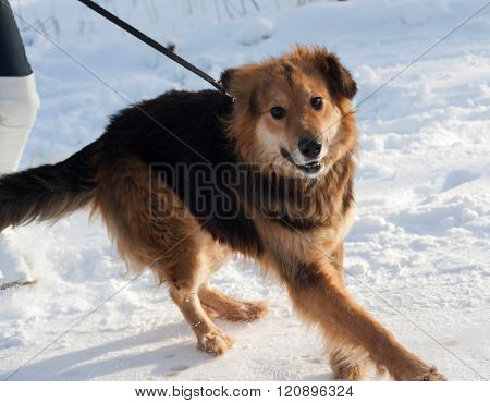 Red Fluffy Mongrel Dog Running On Snow