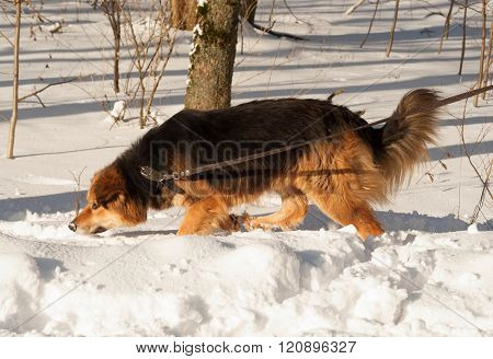 Red fluffy mongrel dog running on white snow