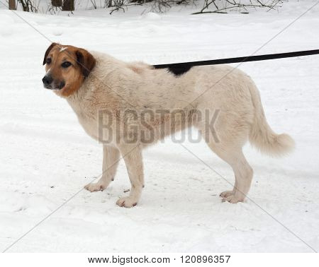 White, Red And Black Spotted Thick Mongrel Dog Standing On Snow