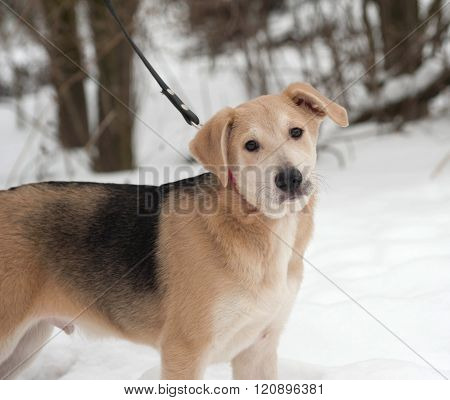 Yellow Mongrel Puppy Standing On Snow