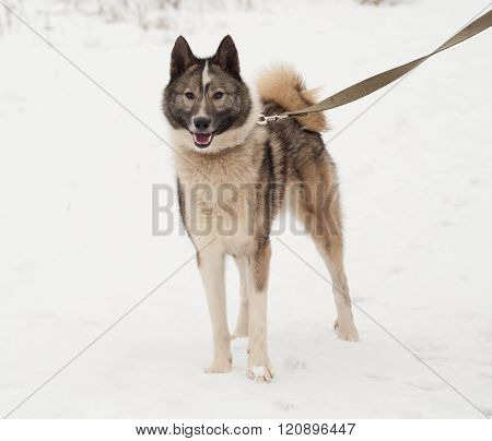 Grey Siberian Laika Standing On Snow