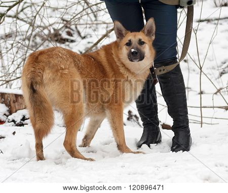 Red Mongrel Dog Standing On Snow