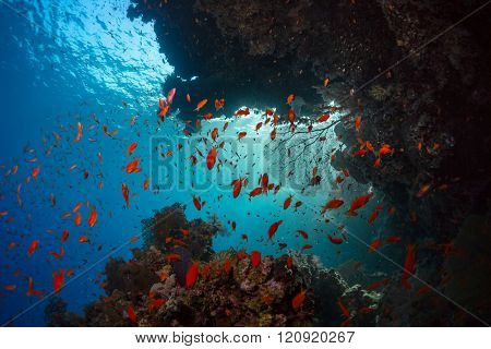 Coral reefs with tiny fish in the Ras Muhammad National Park. Egypt