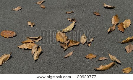 Dry leaves .