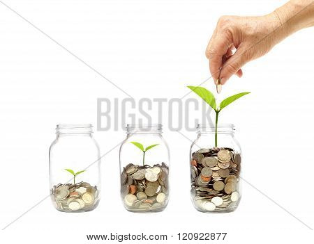 old female hand putting a golden coin into a bottle with a green plant growing on coins