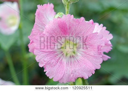 Hibiscus Flower In Sirikit Garden Bangkok Thailand