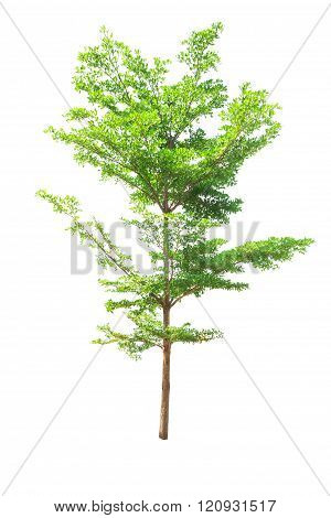 Tree Isolated On White