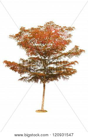 Tree Isolated On White
