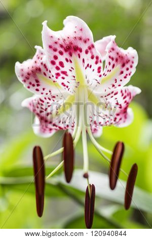 Close up pink spotted lily