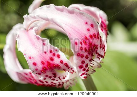 Close up pink spotted lily