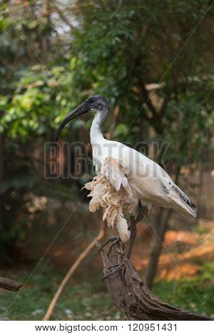 Black-headed Ibis (threskiornis Melanocephalus)