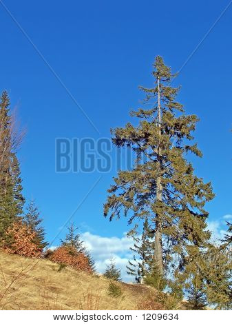 großer Baum auf einem blauen Himmel