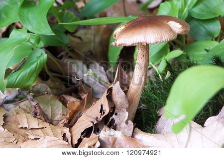 mushroom