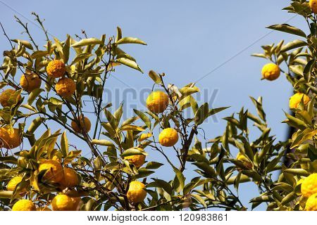 Leech lime or Bergamot fruits hanging on its tree.
** Note: Soft Focus, best at smaller sizes