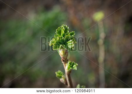 Currant Twig With Young Leafs