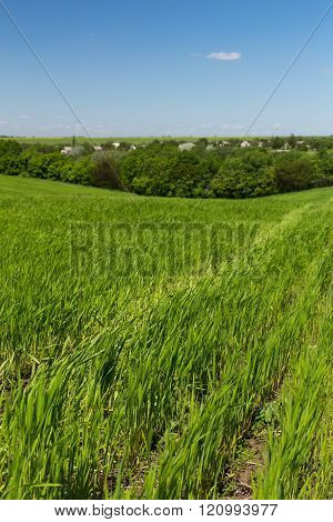Young green wheat field on a background of the blue sky line of trees and hoses