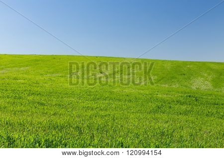 Wheat field on a background of the blue sky
