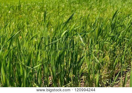 Green fresh young wheat close up in the field