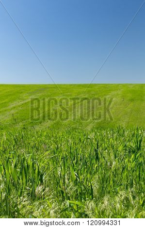Wheat field on a background of the blue sky