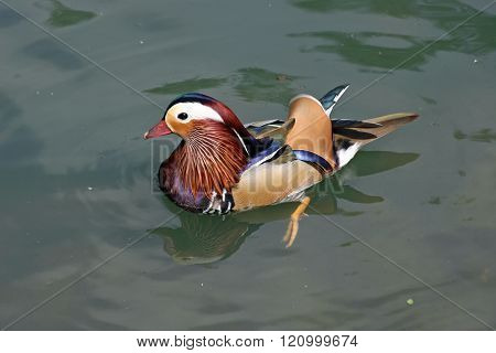 Mandarin Duck