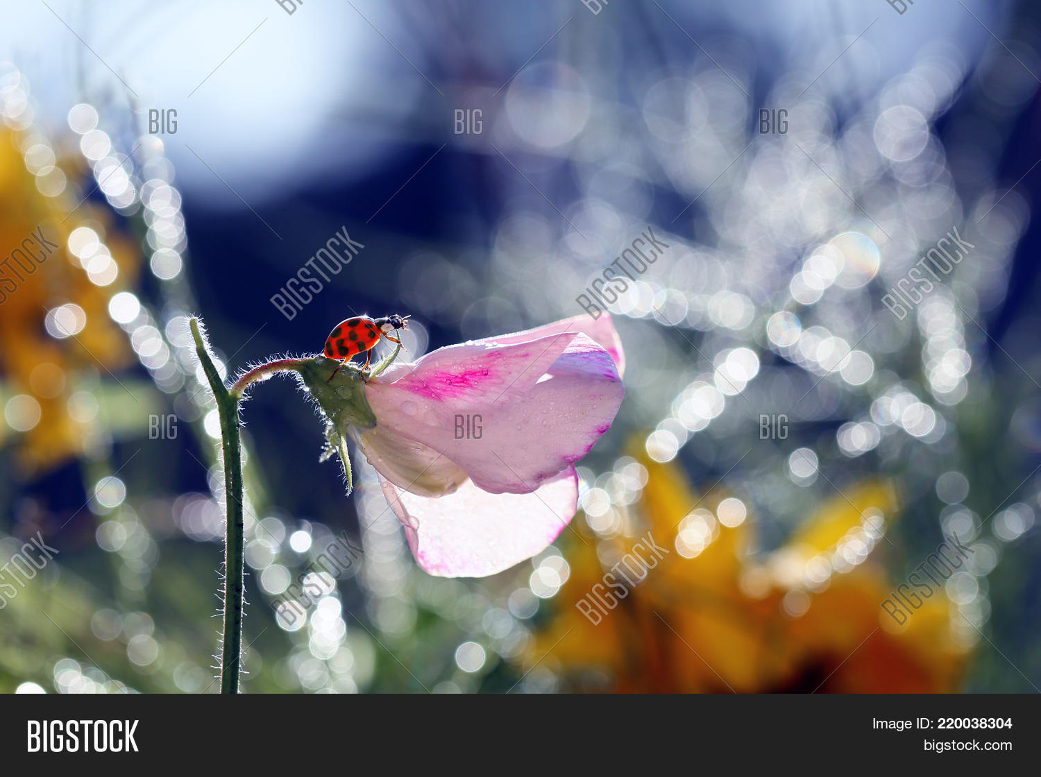 Image Preview