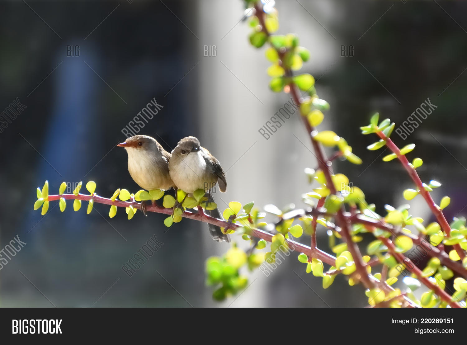 Image Preview