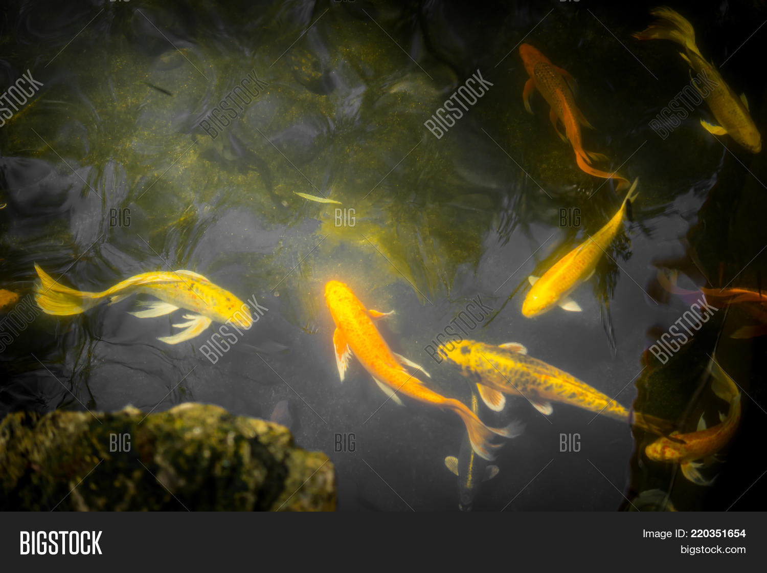 Colorful Fancy Carp Image & Photo (Free Trial) | Bigstock