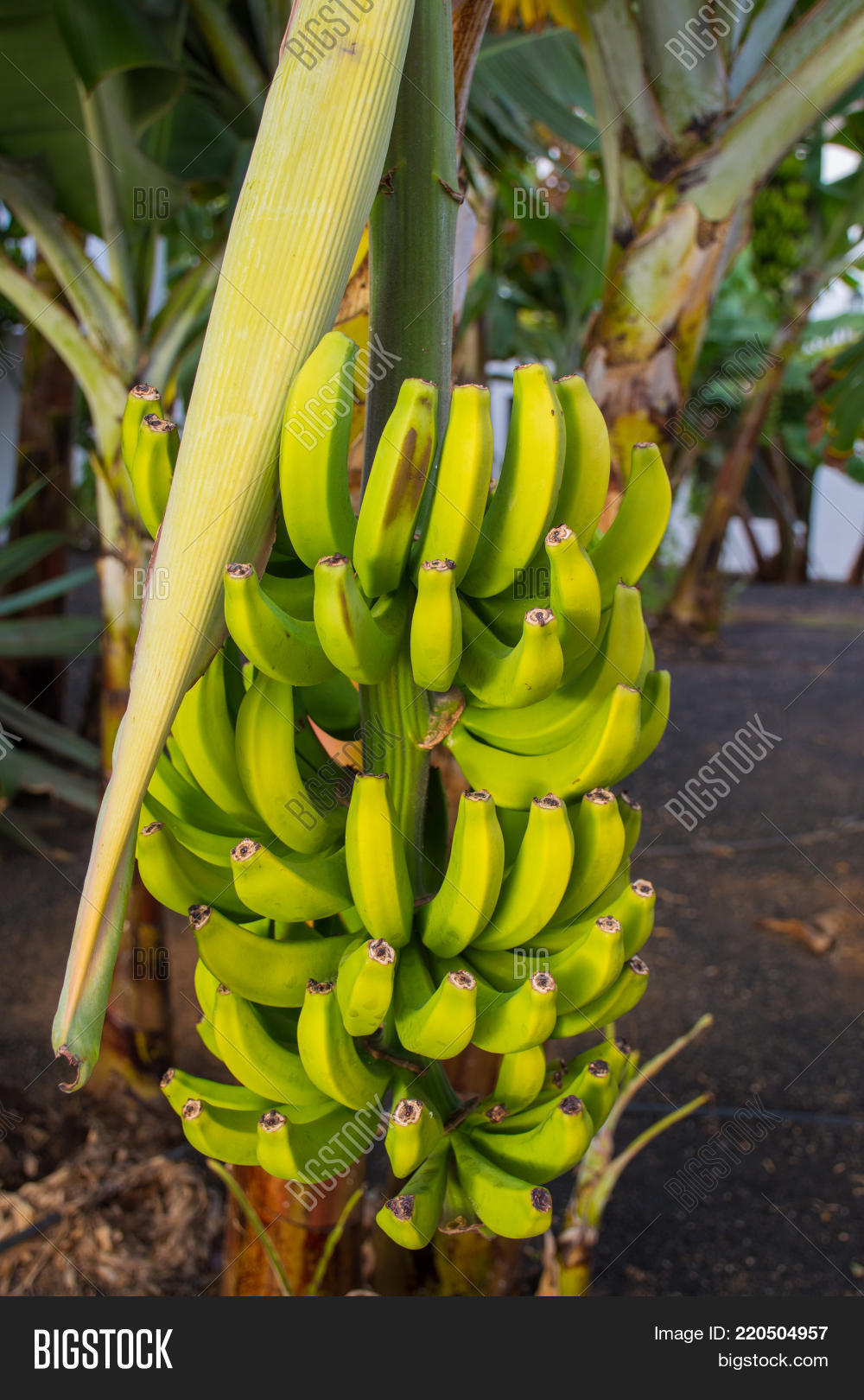 Tropical Banana Girl