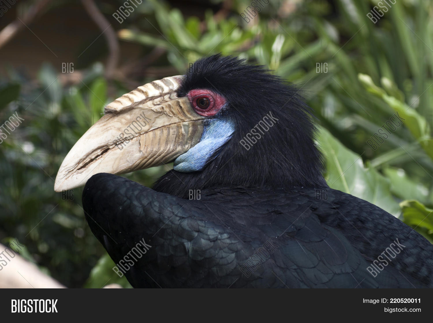 Image Preview