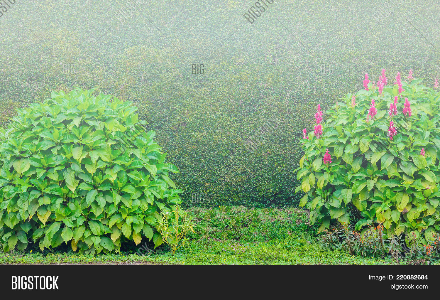 Flower Tree Bush Wall Image \u0026 Photo (Free Trial)