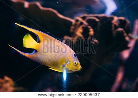 Queen Angelfish Holacanthus Ciliaris Swimming In Aquarium.