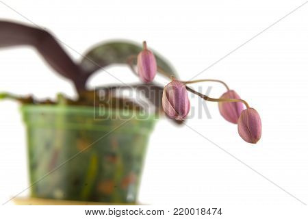 Beautiful rare orchid in a pot on a white background