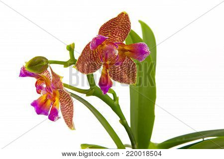 Beautiful rare orchid in a pot on a white background