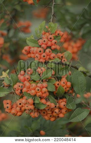 Rowan berries, Mountain ash Sorbus tree with ripe berry