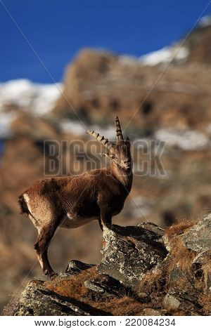 Capra ibex. Photo was taken in Italy. It is found in southern Europe, less in the Western and southern Asia and North Africa. Wildlife of Italy. Autumn in nature.