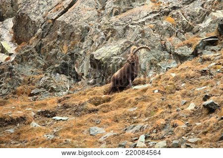 Capra ibex. Photo was taken in Italy. It is found in southern Europe, less in the Western and southern Asia and North Africa. Wildlife of Italy. Autumn in nature.