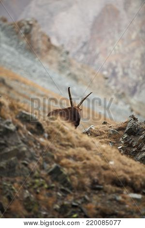 Capra ibex. Photo was taken in Italy. It is found in southern Europe, less in the Western and southern Asia and North Africa. Wildlife of Italy. Autumn in nature.